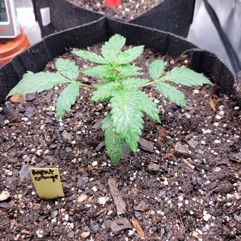 Agent Orange growlog timeline photo