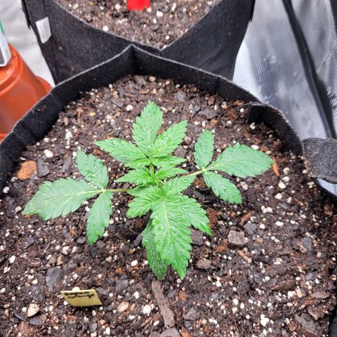 Agent Orange growlog timeline photo
