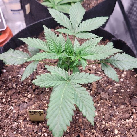 Agent Orange growlog timeline photo