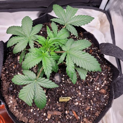 Agent Orange growlog timeline photo