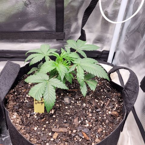 Agent Orange growlog timeline photo