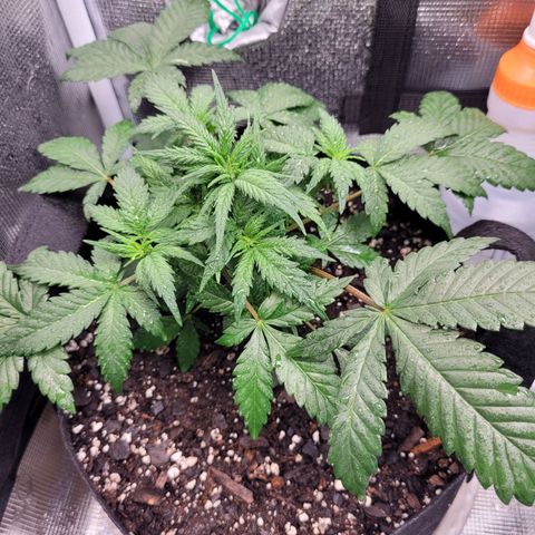 Agent Orange growlog timeline photo