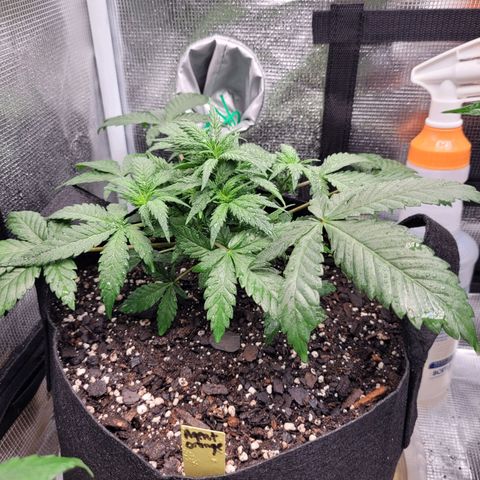 Agent Orange growlog timeline photo