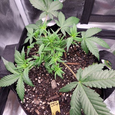 Agent Orange growlog photo: Defoliate