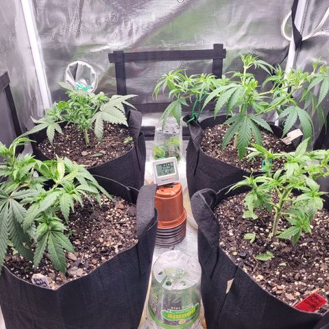 Agent Orange growlog photo: Defoliation close to flower Flip