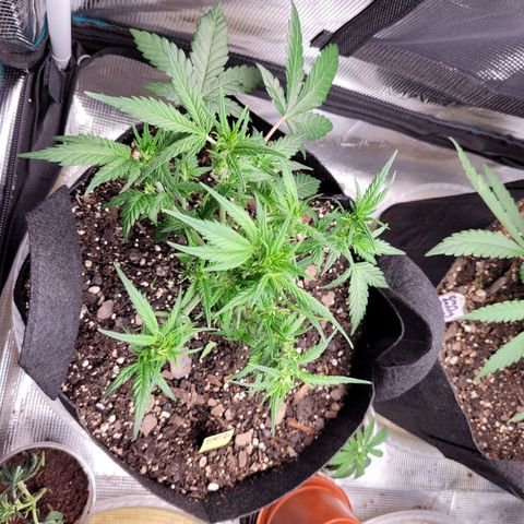Agent Orange growlog timeline photo