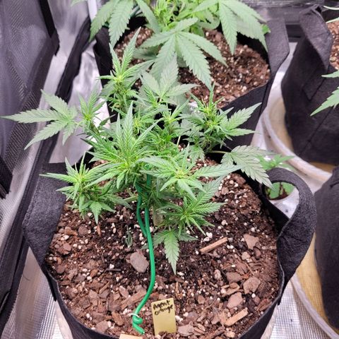 Agent Orange growlog timeline photo
