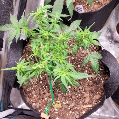 Agent Orange growlog timeline photo