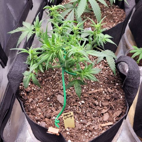 Agent Orange growlog timeline photo
