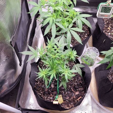 Agent Orange growlog timeline photo