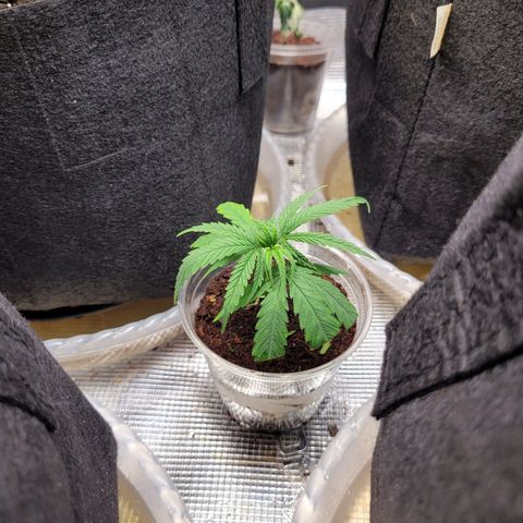 Agent Orange growlog timeline photo