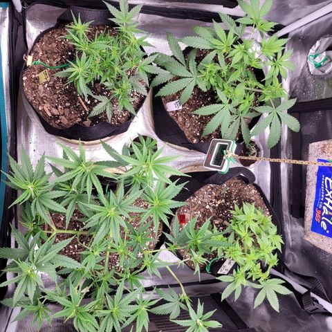 Agent Orange growlog timeline photo