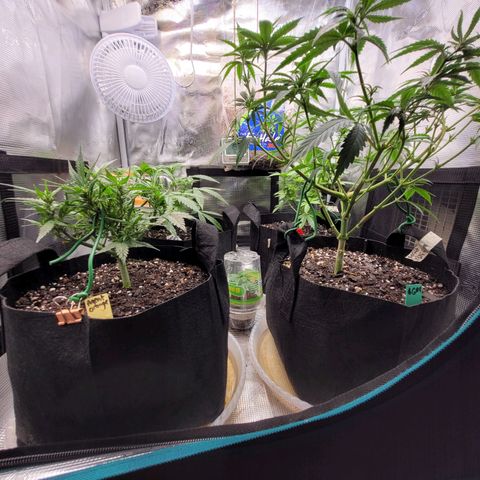 Agent Orange growlog timeline photo