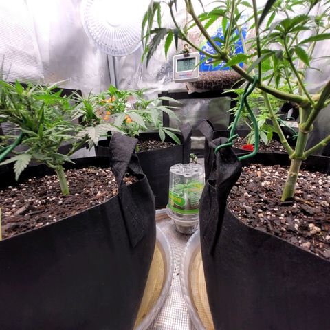 Agent Orange growlog timeline photo
