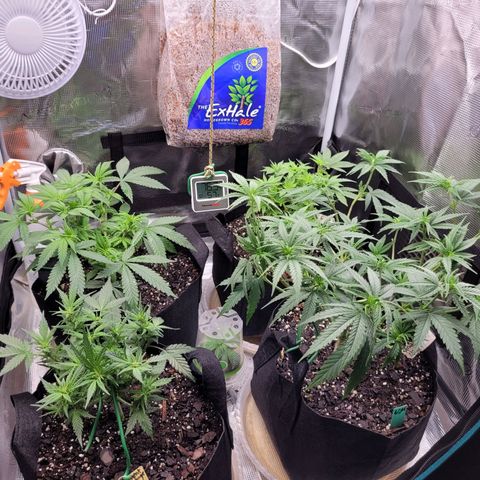 Agent Orange growlog timeline photo