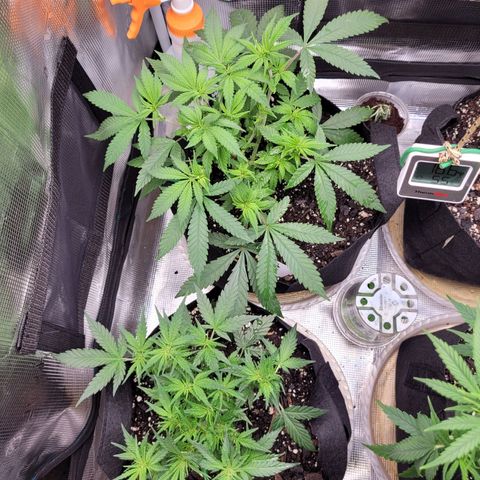 Agent Orange growlog timeline photo