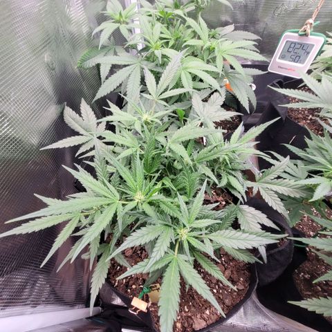 Agent Orange growlog timeline photo