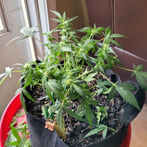 Agent Orange growlog timeline photo
