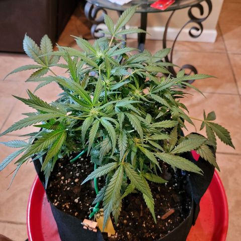 Agent Orange growlog timeline photo