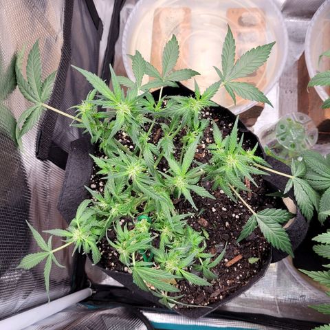 Agent Orange growlog timeline photo