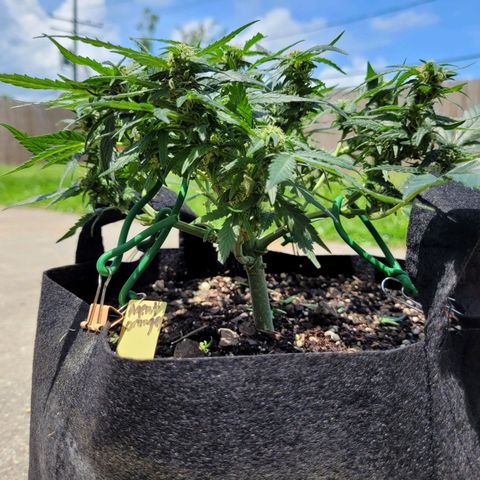 Agent Orange growlog timeline photo