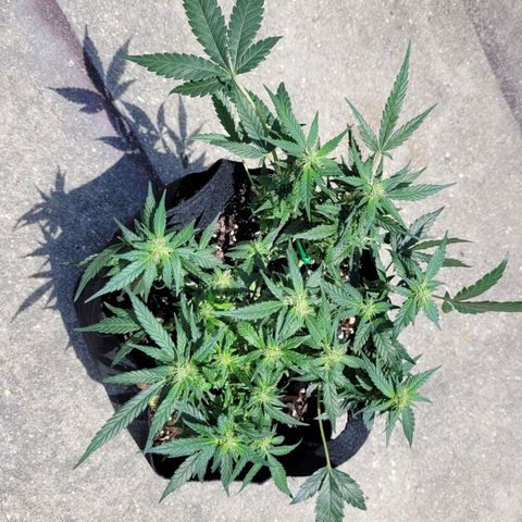 Agent Orange growlog timeline photo