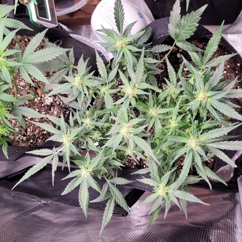 Agent Orange growlog timeline photo
