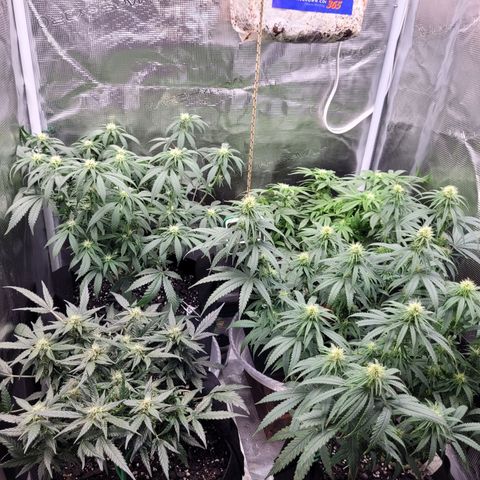 Agent Orange growlog timeline photo