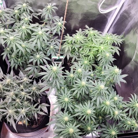 Agent Orange growlog timeline photo