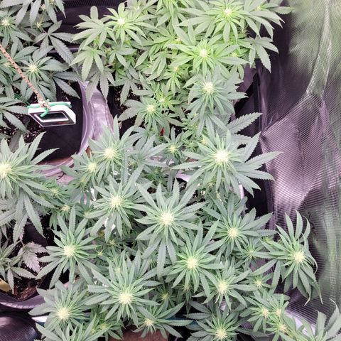 Agent Orange growlog timeline photo