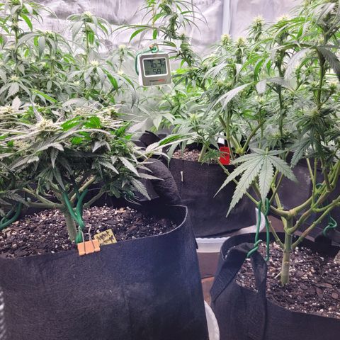 Agent Orange growlog timeline photo