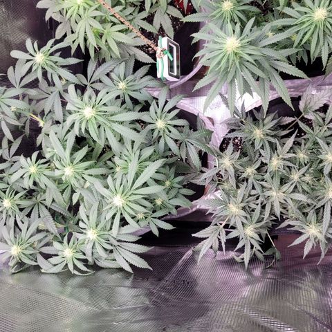 Agent Orange growlog timeline photo