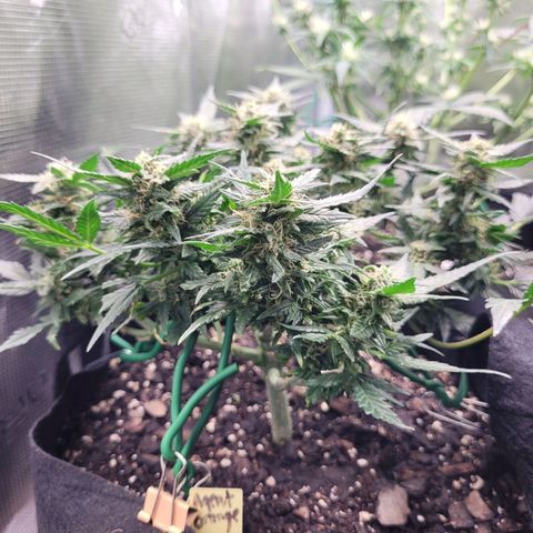 Agent Orange growlog timeline photo