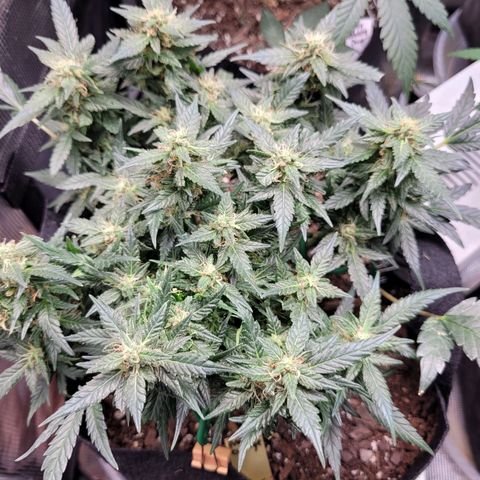 Agent Orange growlog timeline photo