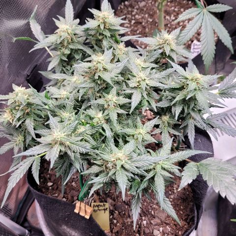 Agent Orange growlog timeline photo