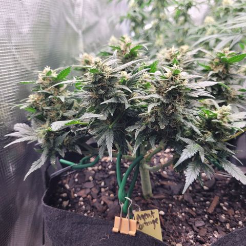 Agent Orange growlog timeline photo
