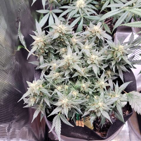 Agent Orange growlog timeline photo