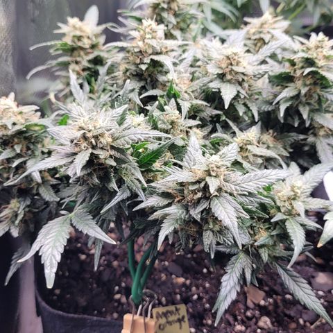 Agent Orange growlog timeline photo