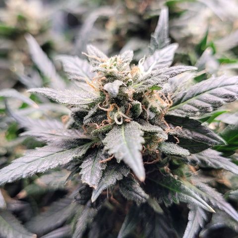 Agent Orange growlog timeline photo