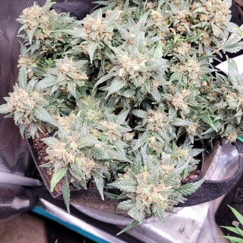 Agent Orange growlog timeline photo