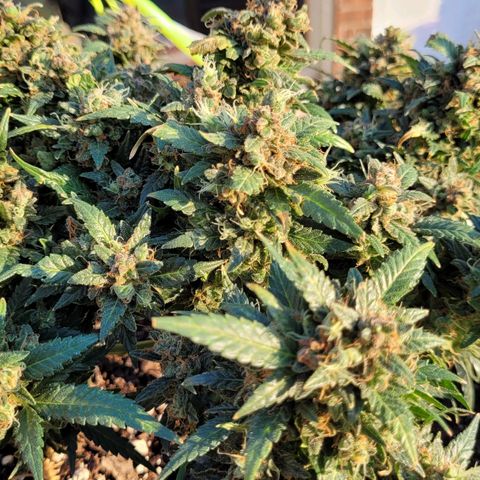 Agent Orange growlog timeline photo