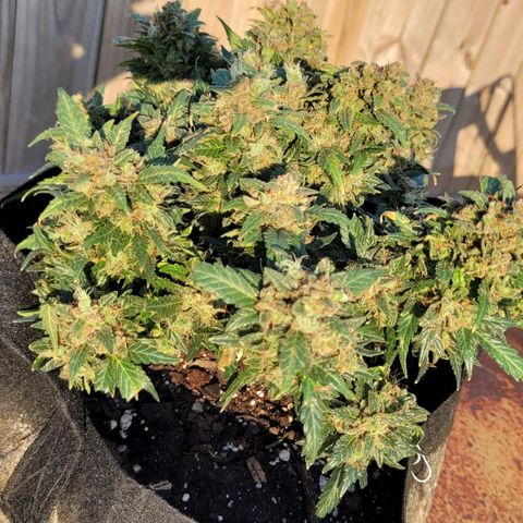 Agent Orange growlog timeline photo