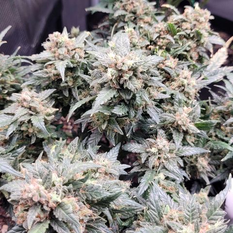 Agent Orange growlog timeline photo