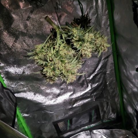 Agent Orange growlog timeline photo