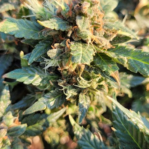 Agent Orange growlog timeline photo