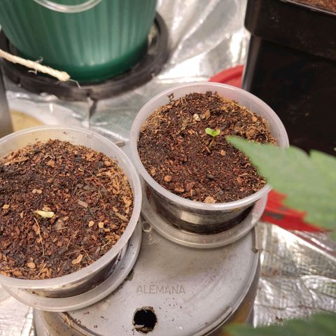 CHAMPAÑA  growlog photo: Todo en orden 