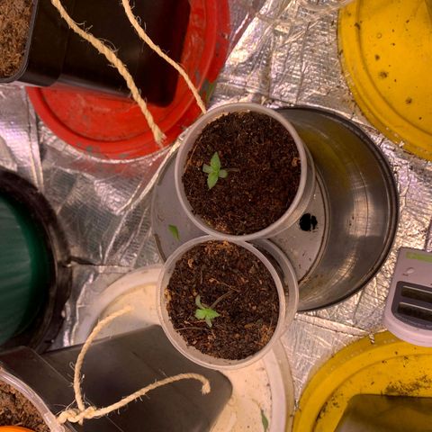 CHAMPAÑA  growlog timeline photo