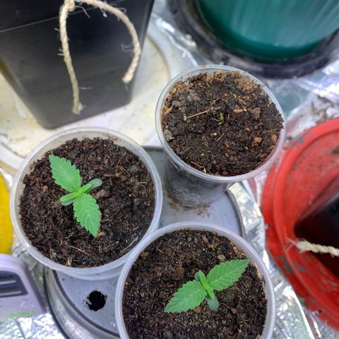 CHAMPAÑA  growlog timeline photo