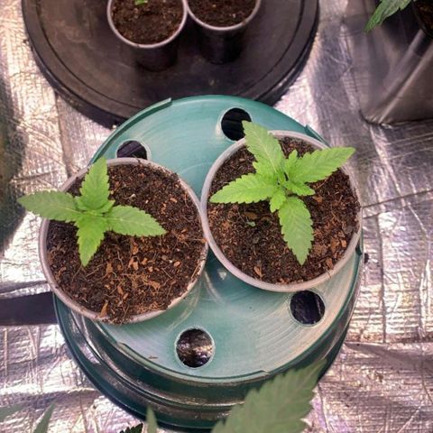 CHAMPAÑA  growlog timeline photo