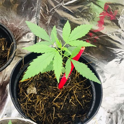 Babis 1 growlog timeline photo